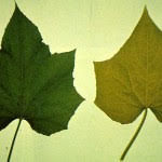 Responsive image